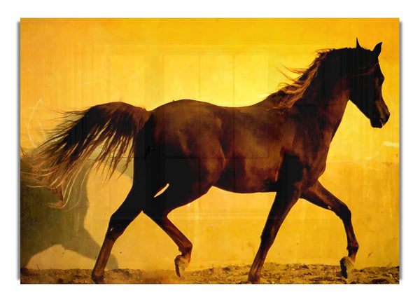 Pferd im goldenen Sonnenlicht