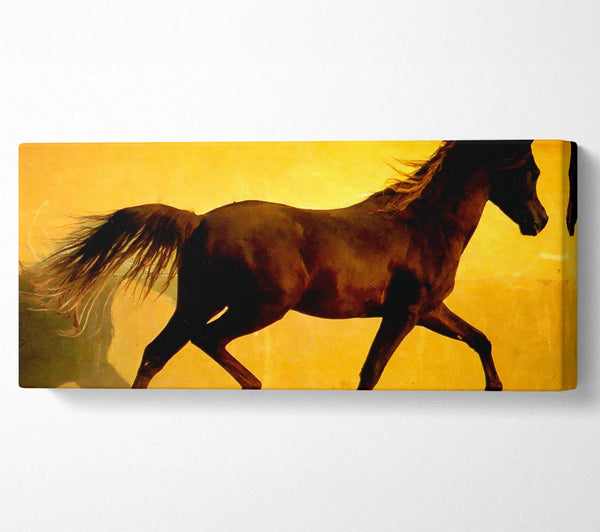 Pferd im goldenen Sonnenlicht