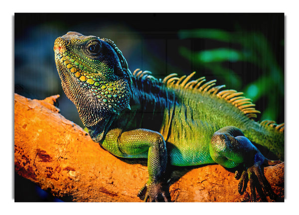 Leguan