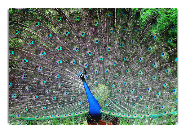 Indischer Pfau