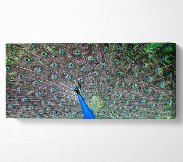 Indian Peafowl