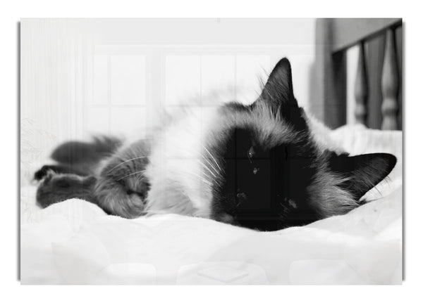 Es ist ein Katzenleben