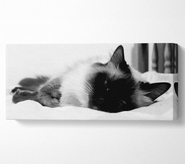 Es ist ein Katzenleben B n W