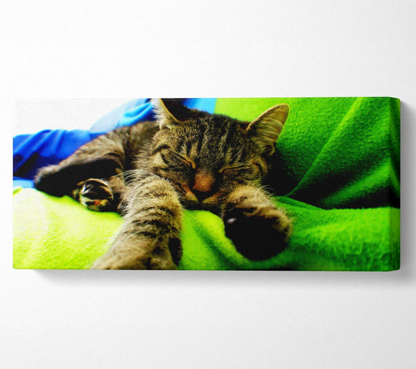 Es ist ein Katzenleben