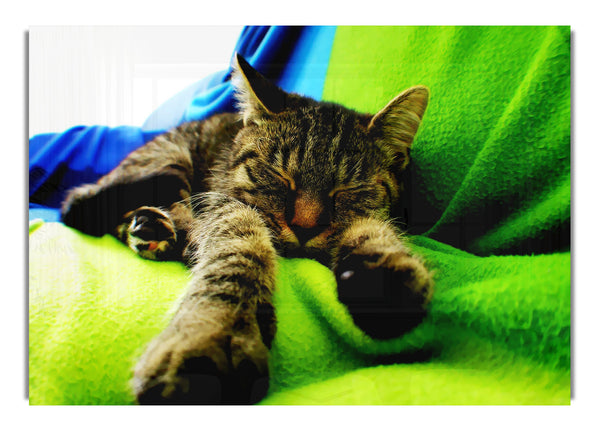 Leinwandbild „It’S A Cats Life Wild Life“