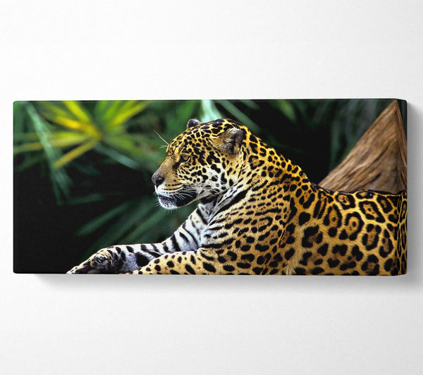 Jaguar im Amazonas-Regenwald
