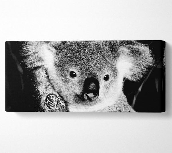 Koalabär