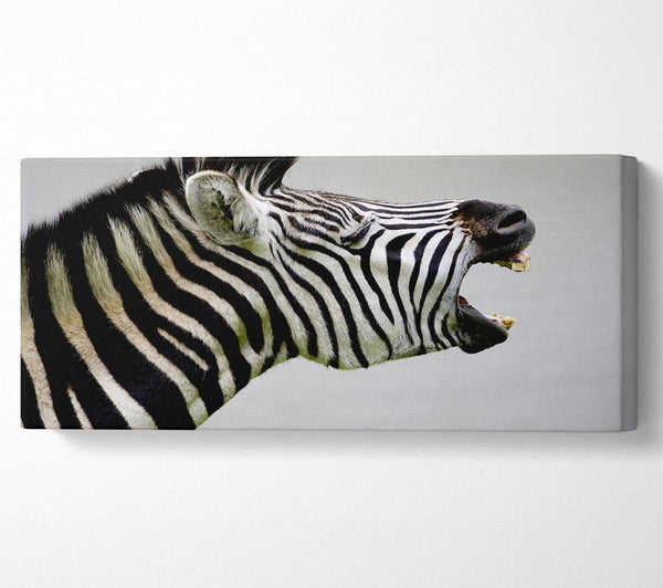 Lachendes Zebra