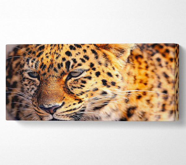 Leopard aus nächster Nähe