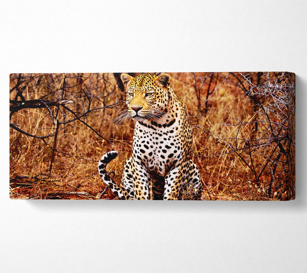 Leopardenjagd
