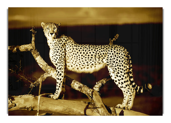 Leopardenbarsch Sepia