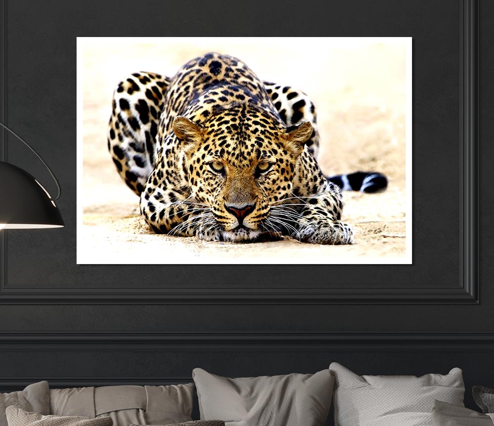 Leopard Staring Print Poster Wall Art