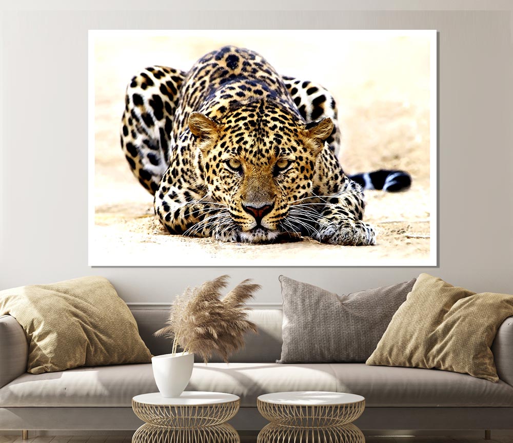 Leopard Staring Print Poster Wall Art
