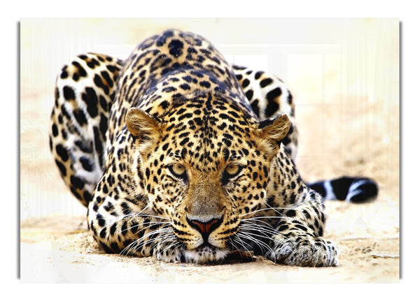 Leopard starrt