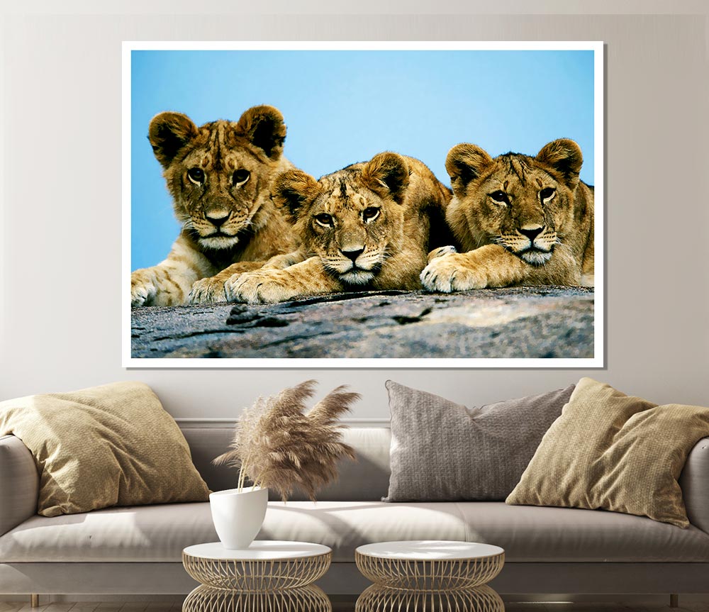 Lion Cub Trio Print Poster Wall Art