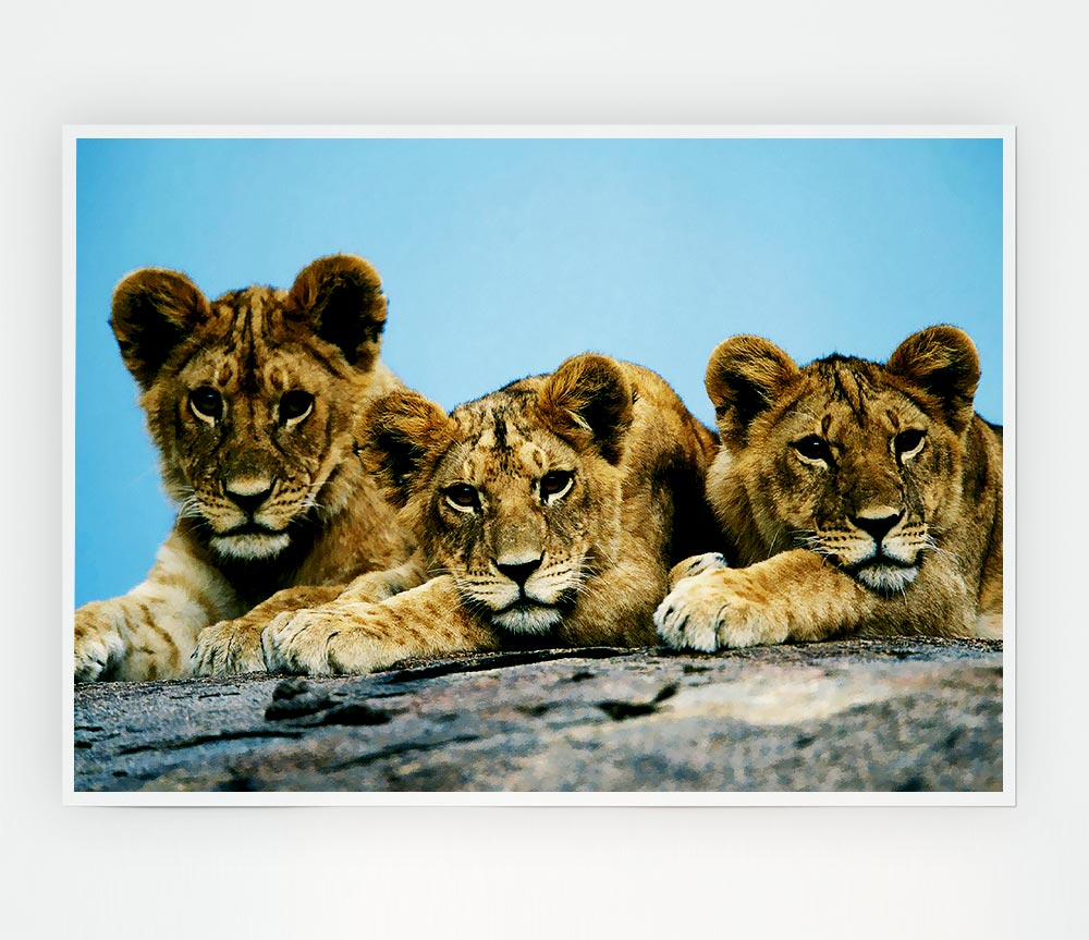 Lion Cub Trio Print Poster Wall Art