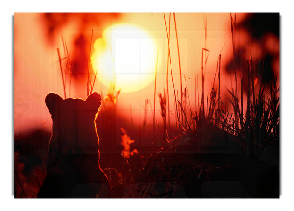 Löwenjunges beobachtet den Sonnenuntergang