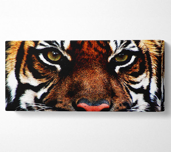 Männliches Tigergesicht