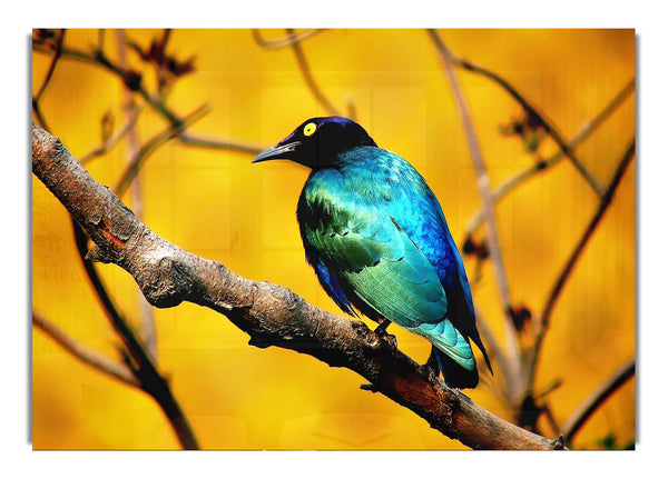 Morgenvogel