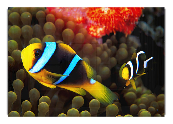 Neon-Clownfisch