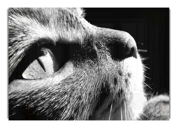 Nostalgische Katze