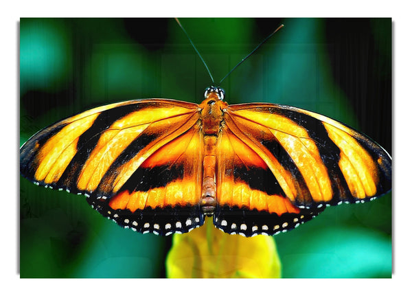 Orangefarbener und schwarzer Schmetterling