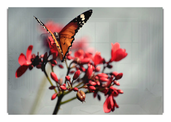 Orangefarbener Schmetterling 5