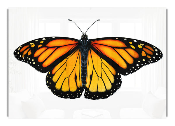 Orange Schmetterlingsflügel