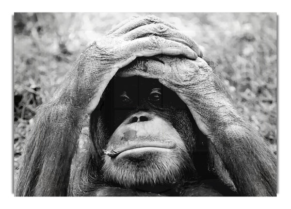 Orang-Utan-Missgeschick