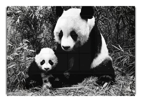 Panda Mutter und Baby