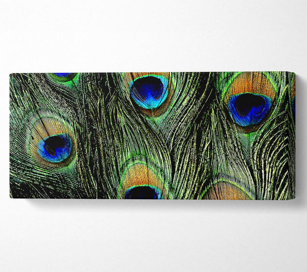 Peacock Feather Eyes