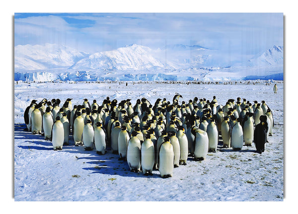Pinguin Kuscheln