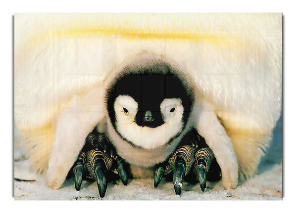 Pinguin-Liebe