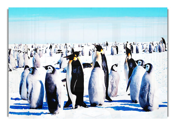 Pinguin-Treffpunkt