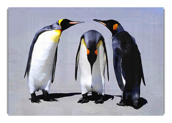 Pinguin-Schande