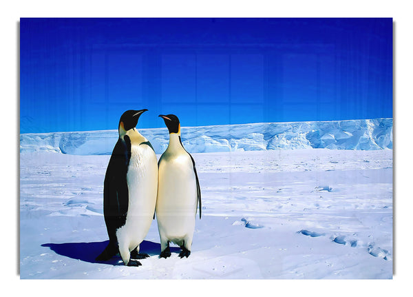 Pinguin-Spaziergang