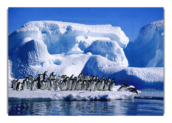 Erster Tauchgang der Pinguine