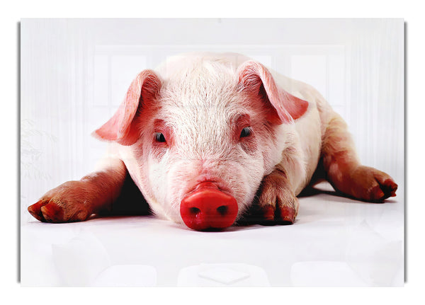 Schweineportrait