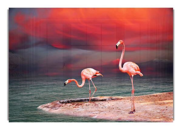 Rosa Flamingo-Ozean