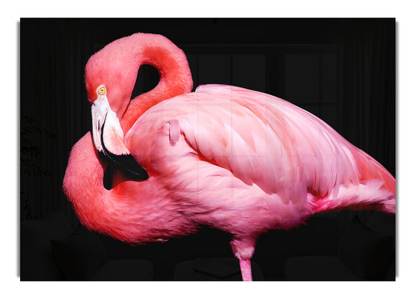 Rosa Flamingo