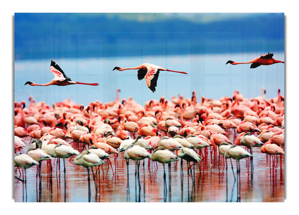 Rosa Flamingos im Flug