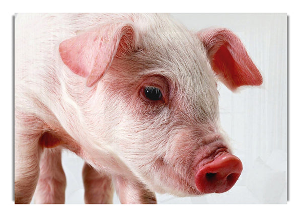 Rosa Schwein