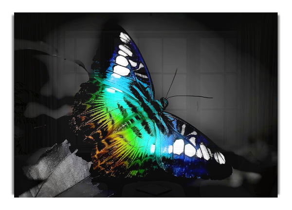 Psychodelischer Schmetterling