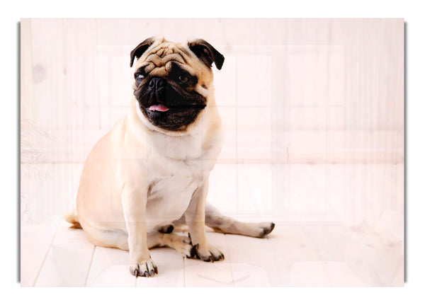 Mops