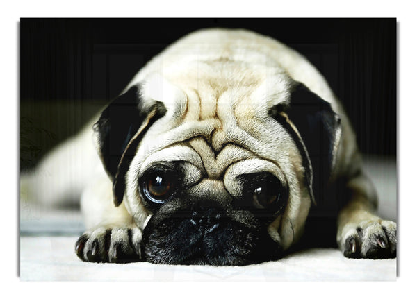 Mops