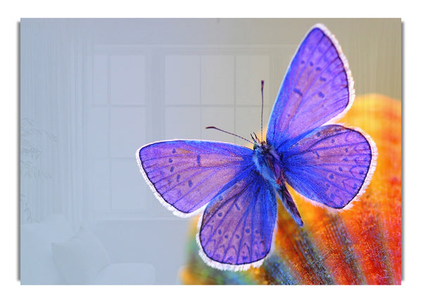 Lila Schmetterling