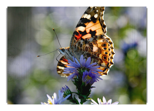 Lila Blume Schmetterling