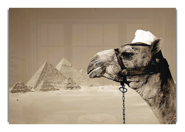 Pyramidenkamel