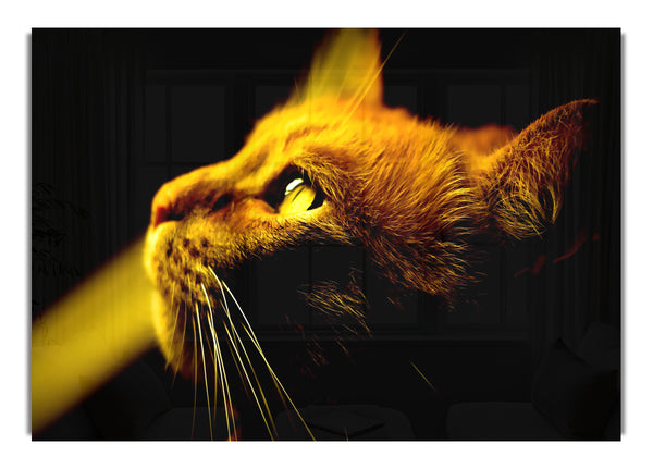 Profil der roten Katze