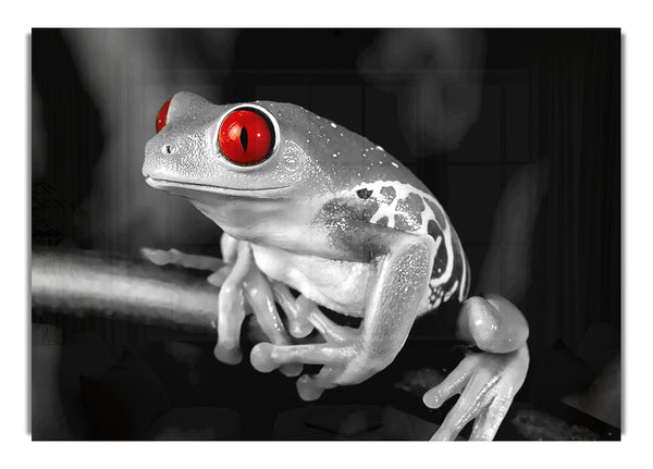 Rotaugenfrosch